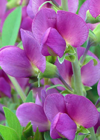 Baptisia 'Lavender Rose'
